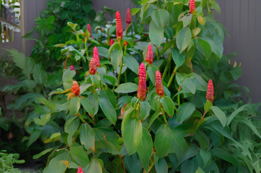 2x Red Button Ginger Plants, Tropical Shade-Loving, Costus woodsonii, Easy Care with Unique Red Flowers