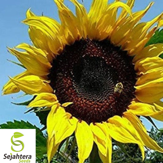 Black Oil Sunflower Seeds - 50+ Heirloom, Non-GMO, High-Yield & Fresh