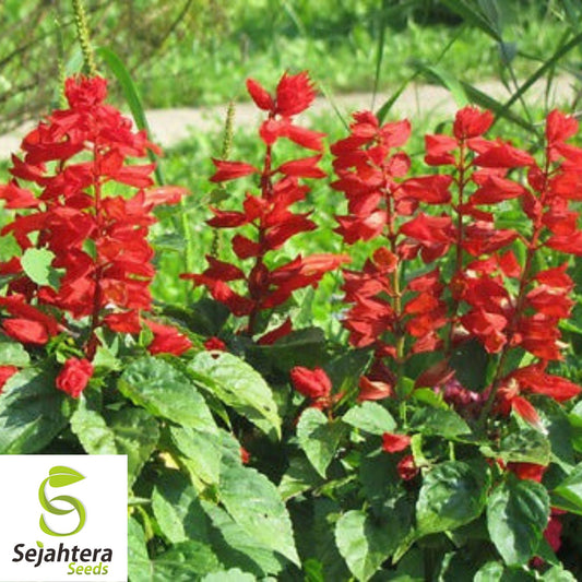 500+ Sage Seeds Scarlet Red {Salvia coccinea} Medicinal Herb Wildflower