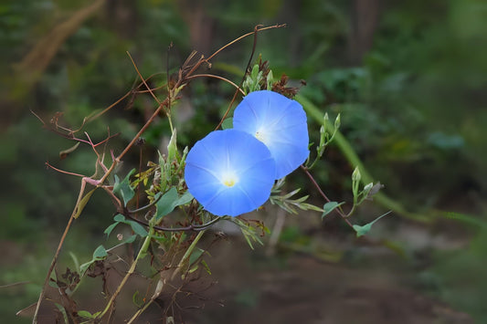 Grannyvine Heavenly Blue Morning Glory (Ipomoea tricolor 'Heavenly Blue')