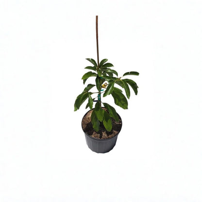 Hall Avocado Tree – Persea americana Grafted Live Tree | 2–4 Feet Tall  Cold Hardy Avocado | Large Pear-Shaped Fruit | Excellent Home Orchard Variety