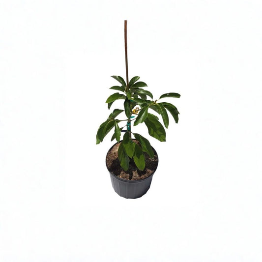 Hall Avocado Tree – Persea americana Grafted Live Tree | 2–4 Feet Tall  Cold Hardy Avocado | Large Pear-Shaped Fruit | Excellent Home Orchard Variety