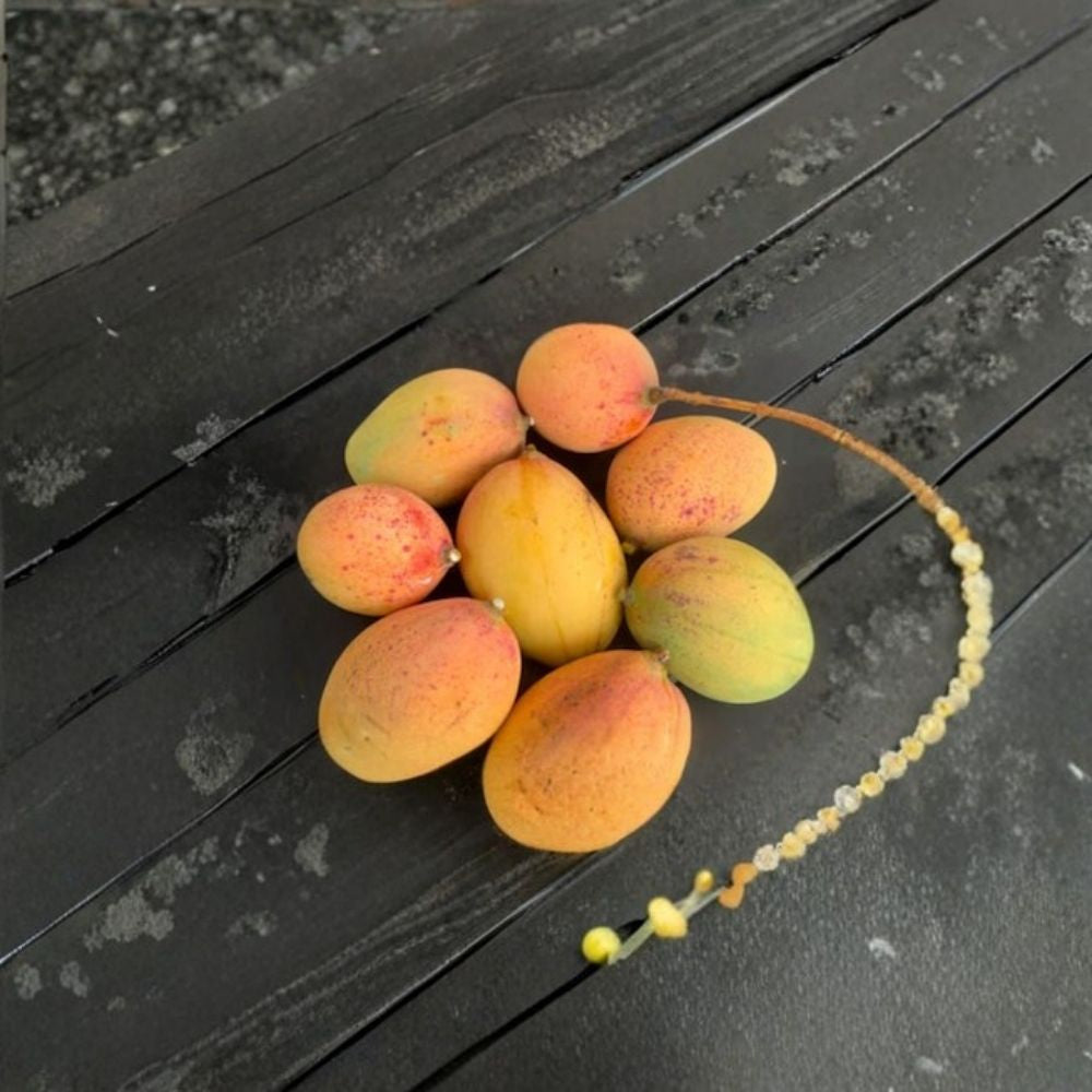 Neelum Dwarf Mango Tree – Mangifera indica Grafted Live Tree | 2–4 Feet Tall | Ships in 3-Gal Pot  South Indian Dessert Mango | Fiberless & Aromatic | Ship to CA & PR