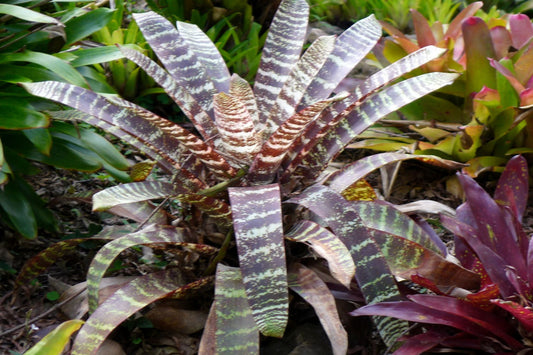 Bromeliad 6" Pot Vriesea Red Chestnut - Tropical Indoor Plant (Vriesea) for Home Decor & Gardening