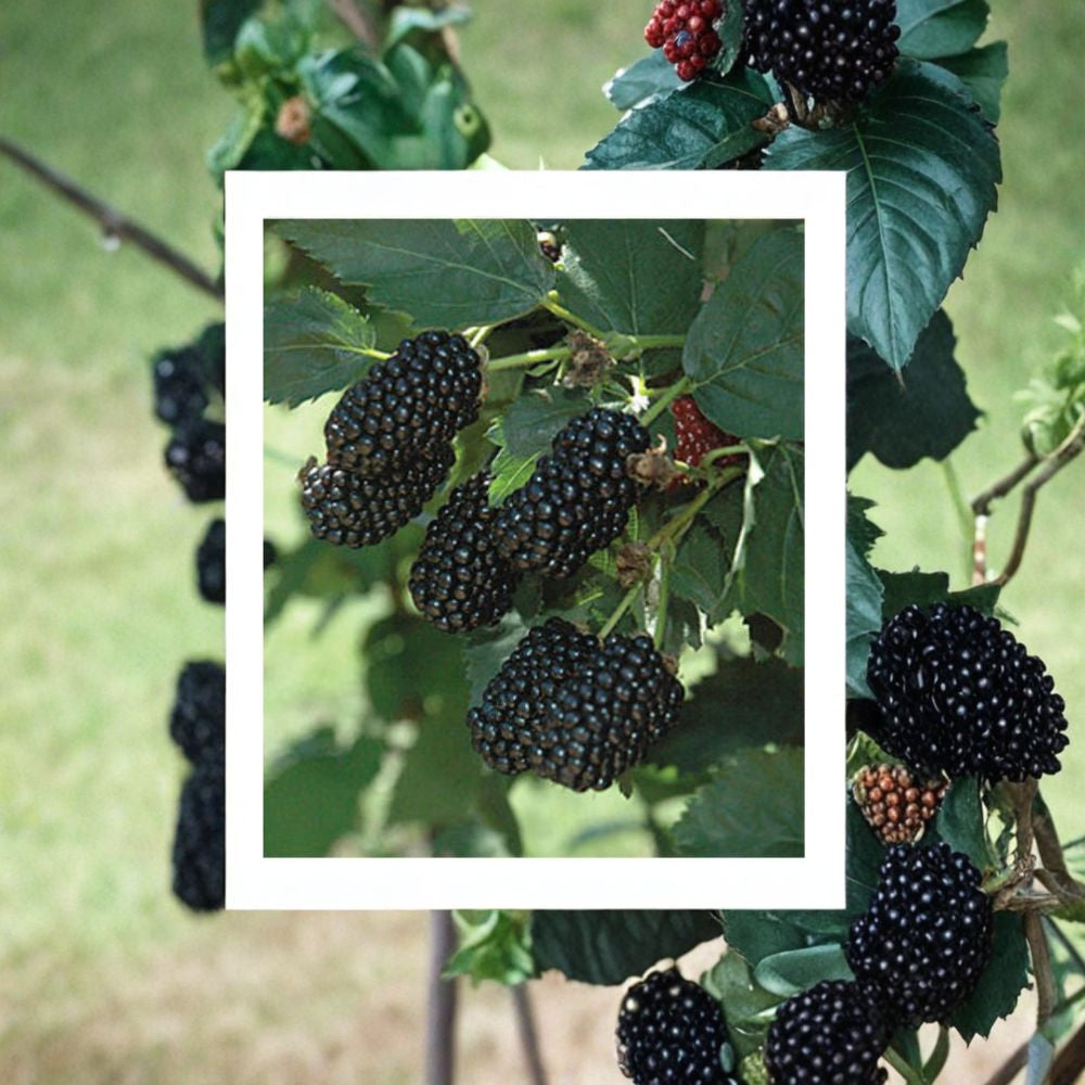 Prime-Ark Freedom Blackberry – Rubus ‘Prime-Ark Freedom’ Live Thornless Plant | Includes 1 Gallon Pot  Large Sweet Berries | Self-Pollinating | Disease Resistant