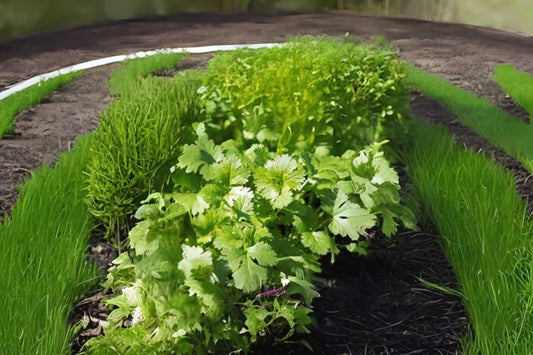 Cilantro (Coriandrum sativum var. Slow Bolt)