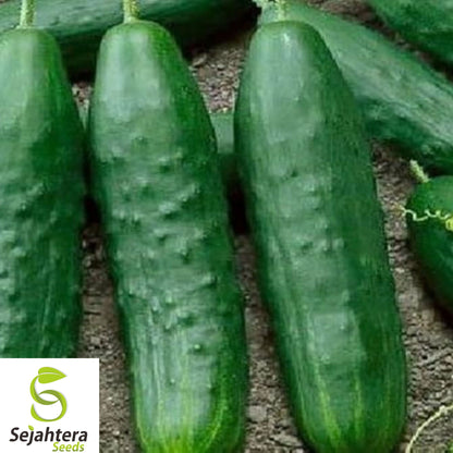 200+ Double Yield Cucumber Seeds - Heirloom, Organic, Non-GMO, High-Yield Variety