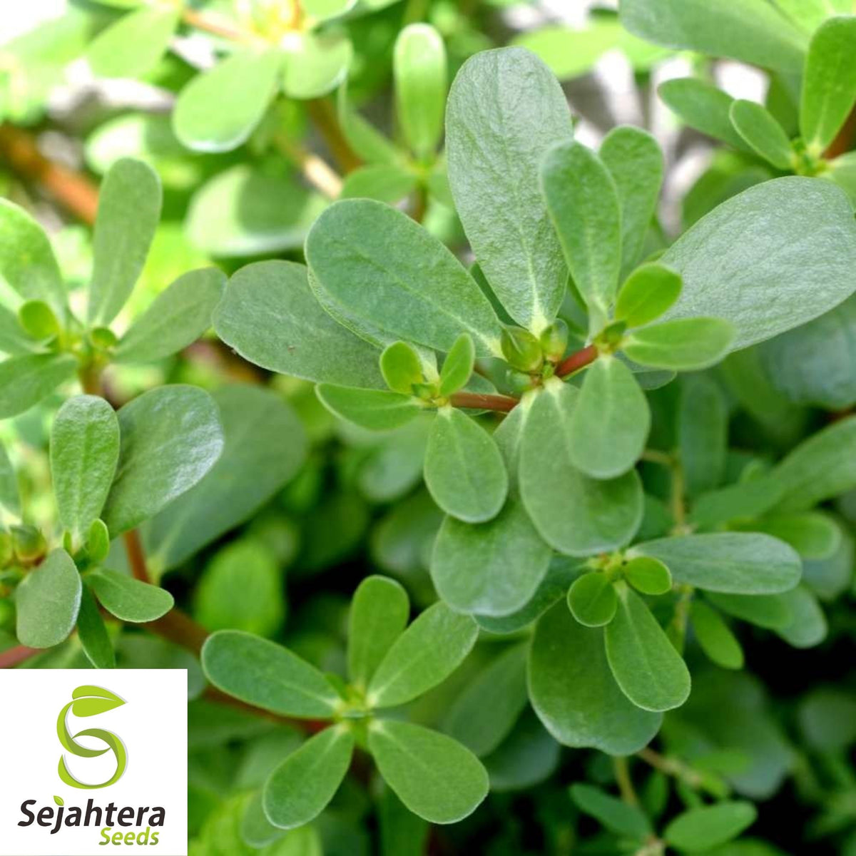 Green Purslane Seeds 500+ | Portulaca oleracea Edible Herb Garden USA