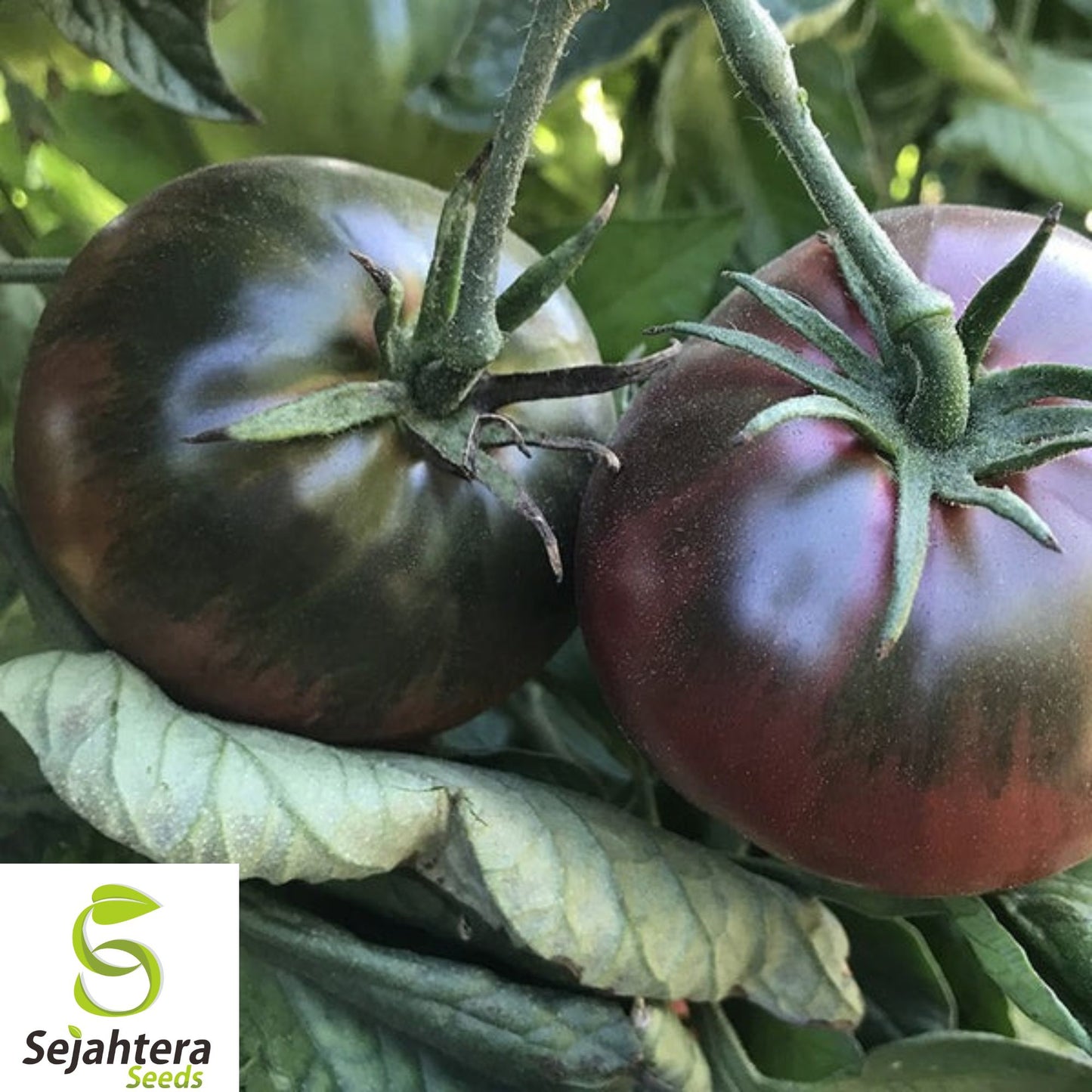 10+ Black Sea Man Tomato Seeds - Heirloom, Organic, Rare, Rich & Flavorful