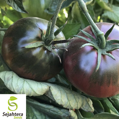 10+ Black Sea Man Tomato Seeds - Heirloom, Organic, Rare, Rich & Flavorful