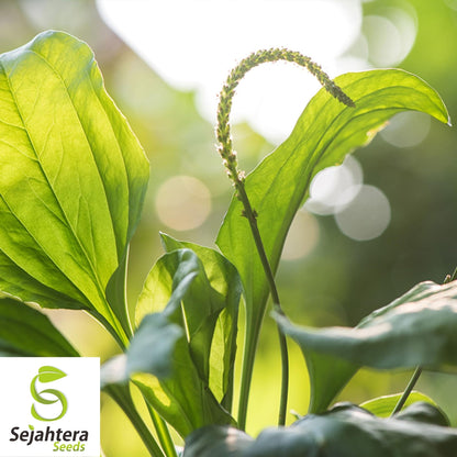 Plantain Herb Seeds 250+ | Plantago major Medicinal Perennial Heat Tolerant
