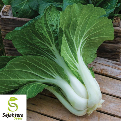 Pak Choi Cabbage Seeds 500+ | White Stem Chinese Vegetable NON-GMO USA