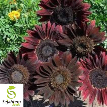 Chocolate Cherry Sunflower Seeds - 100+ Heirloom - Rare & Non-GMO - Organic