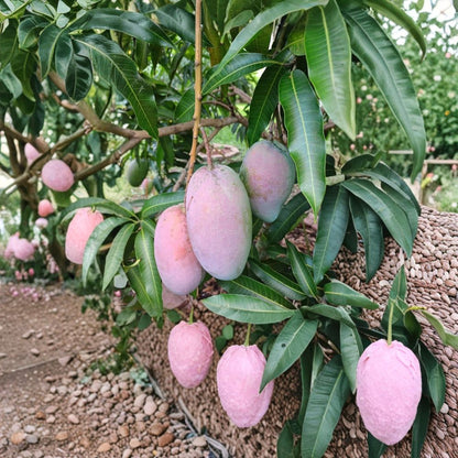 Dwarf Cogshall Mango Tree – Mangifera indica Grafted Live Tree | 3-Gallon Pot | Ultra-Compact Rare Variety  Fiberless Sweet Fruit | Red Blush Mango | Ready-to-Fruit Size