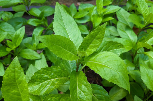 Longevity Spinach Plants – Gynura Procumbens | Perennial Edible Greens