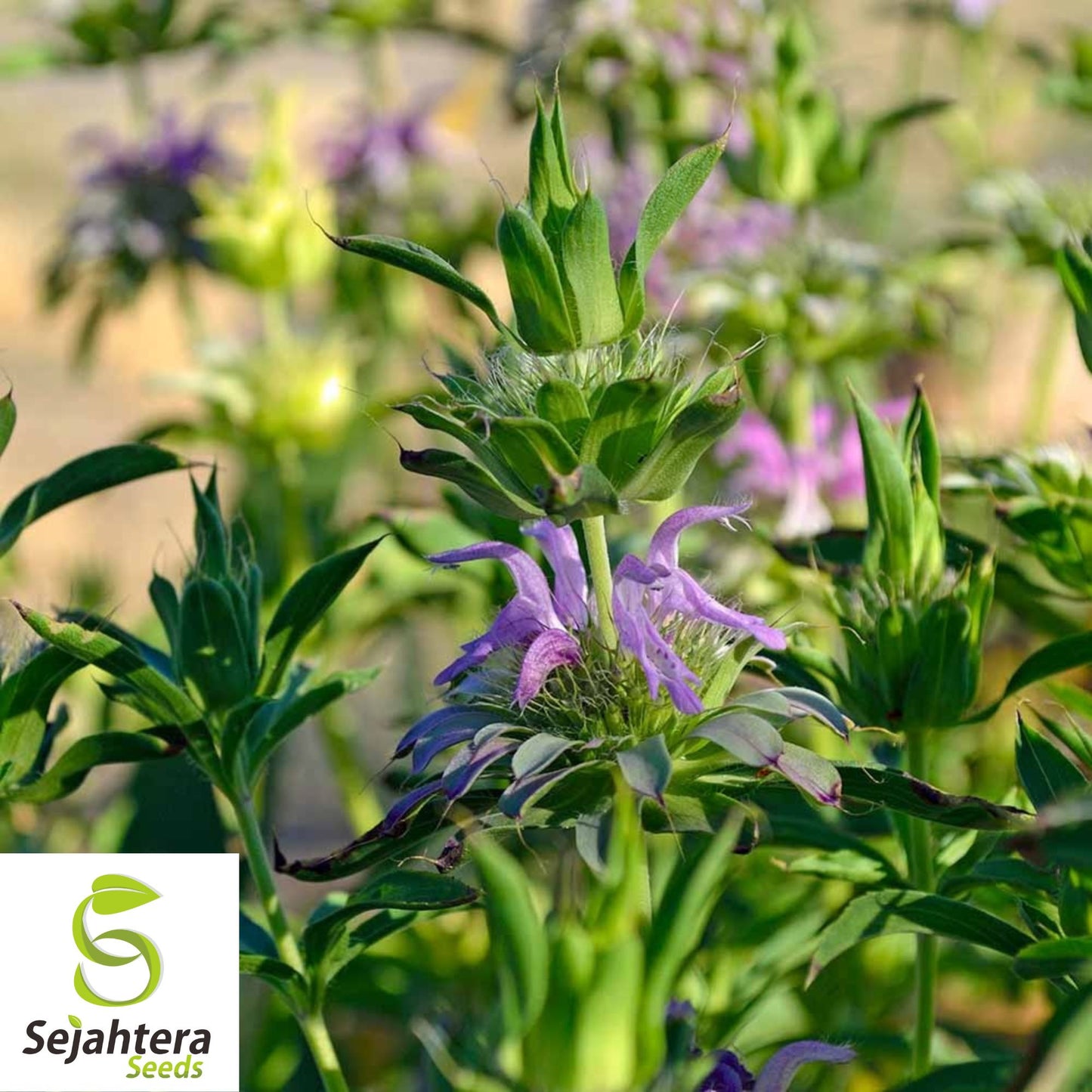 Lemon Mint Seeds - 250+ Heirloom, Organic, Non-GMO, Pollinator-Friendly & Fresh