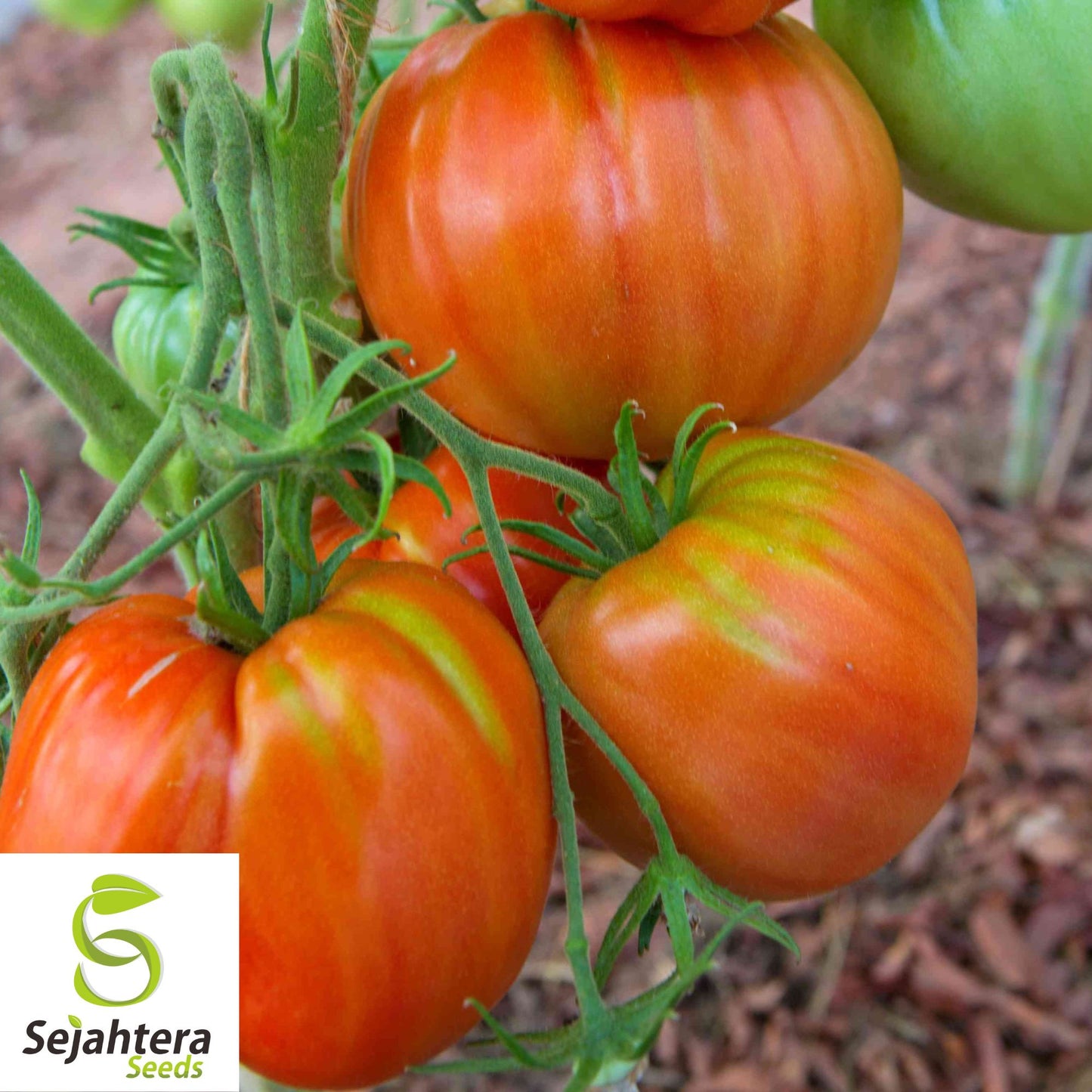 30 Pineapple Tomato Seeds - Non-GMO, Sweet & Colorful Heirloom Variety