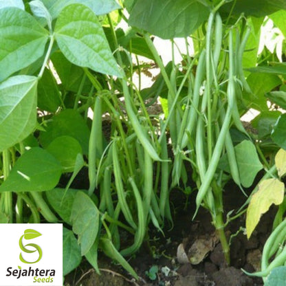 Strike Bean Seeds 50 Ct | Heirloom Bush Pod Green Vegetable NON-GMO USA