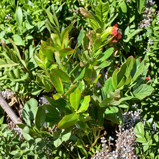 Arbutus unedo – Strawberry Tree Live Plant | 2 Feet Tall | Includes 3 Gallon Nursery Pot  Evergreen Ornamental Tree | White Flowers & Red Berries | Pollinator Friendly