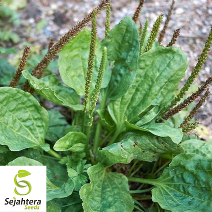 Plantain Herb Seeds 250+ | Plantago major Medicinal Perennial Heat Tolerant