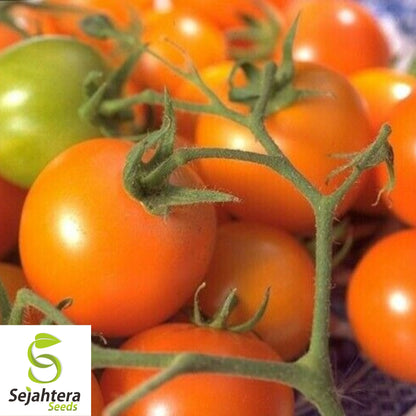 Orange Cherry Tomato Seeds - 120+ Heirloom, Organic, Non-GMO & Rare
