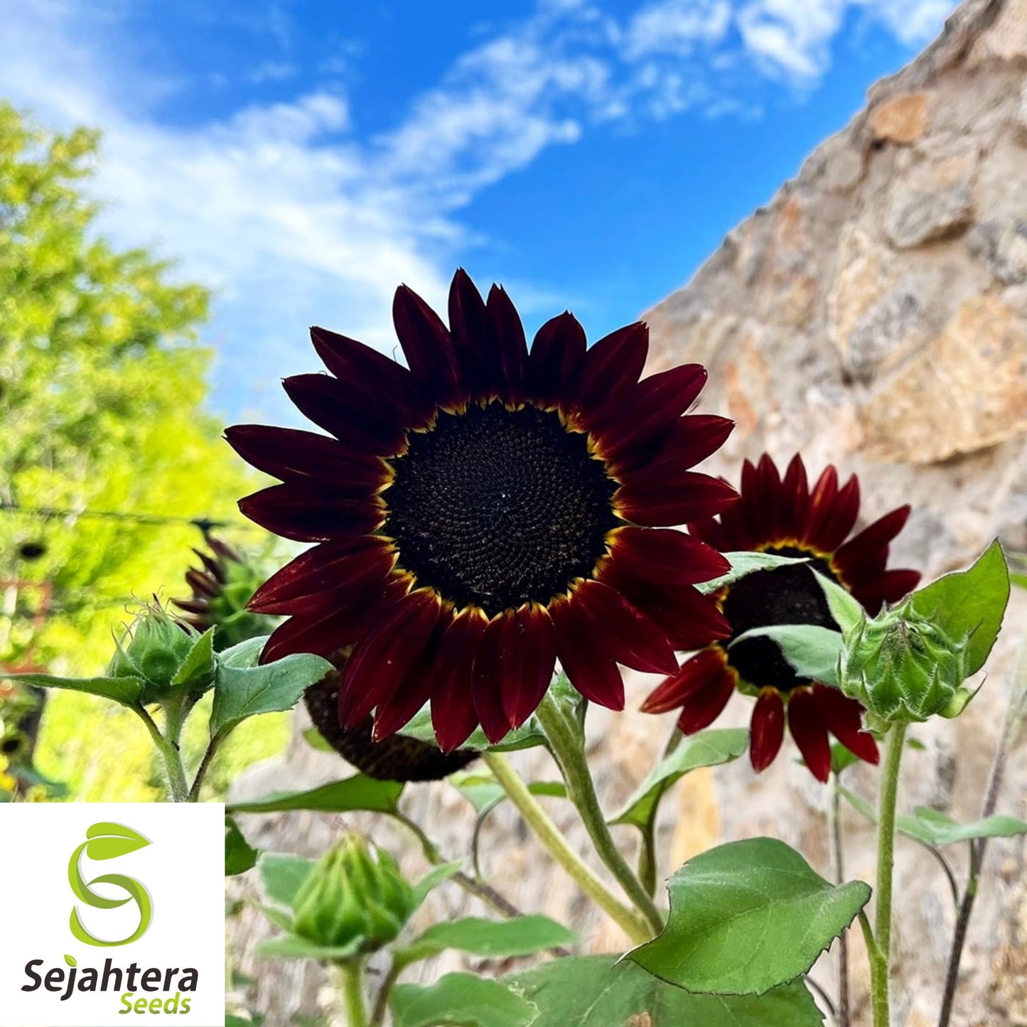 Chocolate Cherry Sunflower Seeds - 100+ Heirloom - Rare & Non-GMO - Organic