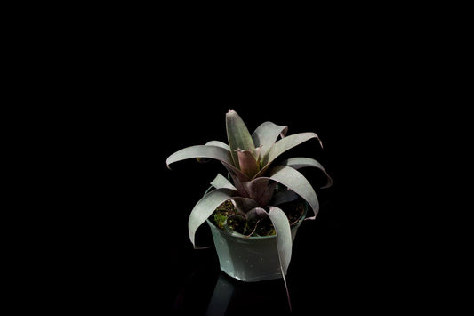 Vriesea Saundersii Plant - 6" Pot - Tropical Bromeliad - Ornamental Houseplant - Easy Care - Perfect for Home Decor