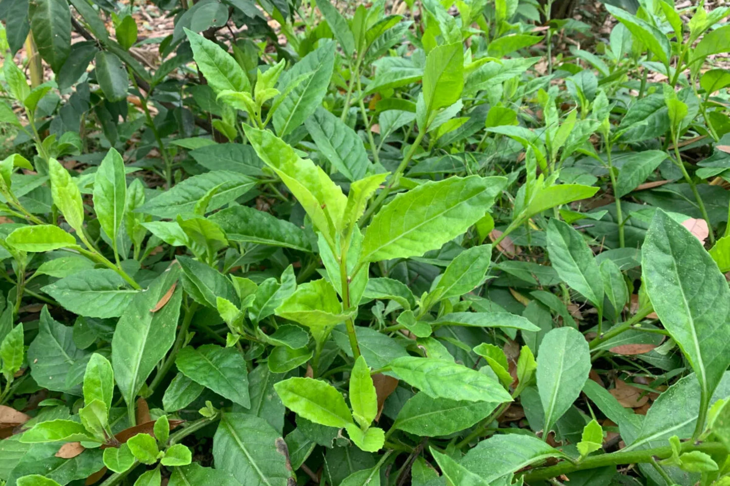 Longevity Spinach Plants – Gynura Procumbens | Perennial Edible Greens