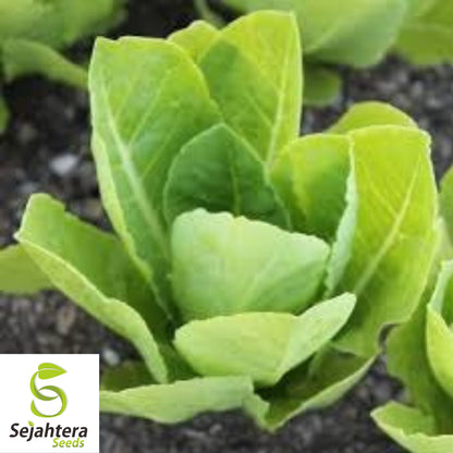 600+ Tom Thumb Lettuce Seeds - Non-GMO, Compact Butterhead Variety