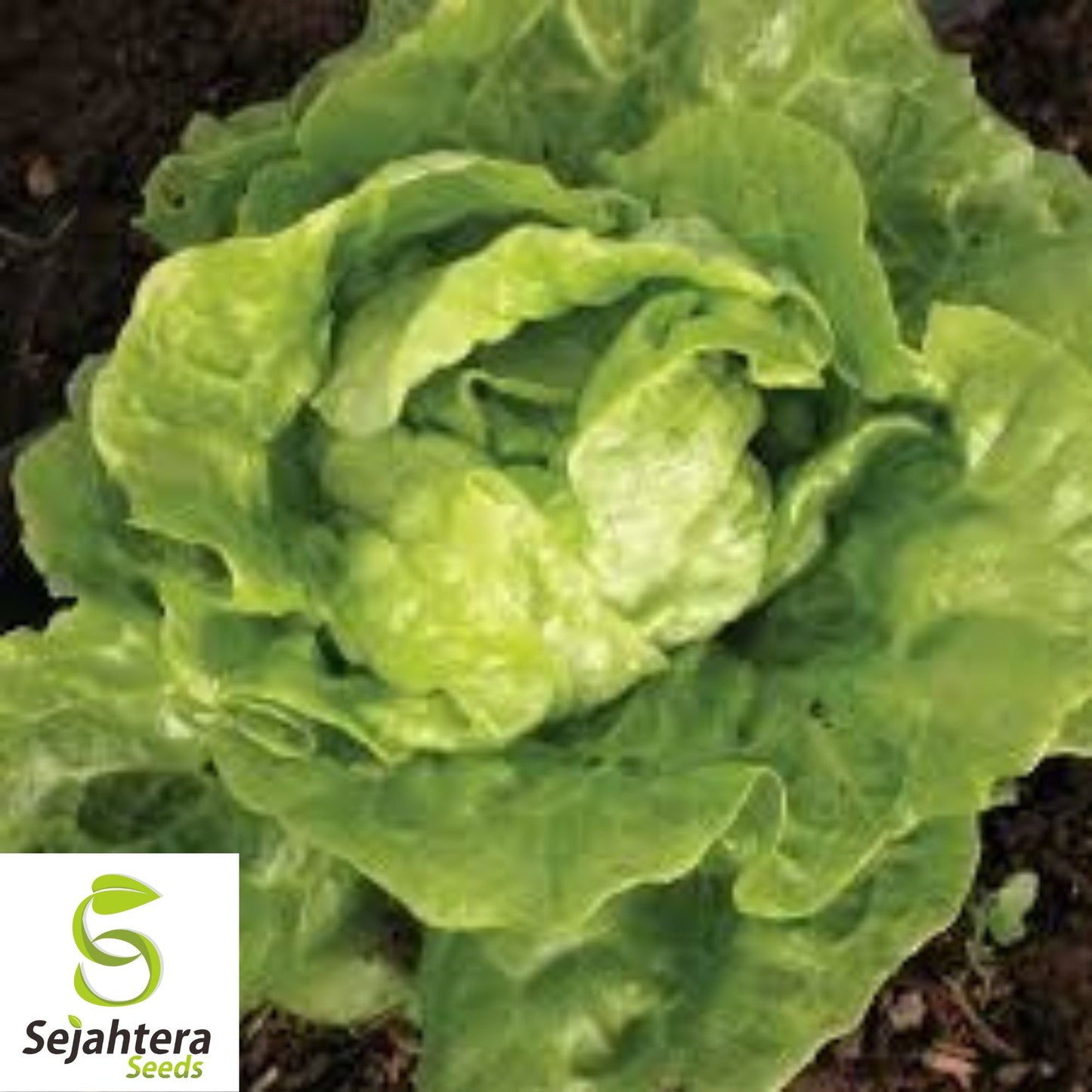 600+ Tom Thumb Lettuce Seeds - Non-GMO, Compact Butterhead Variety