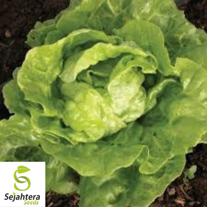 600+ Tom Thumb Lettuce Seeds - Non-GMO, Compact Butterhead Variety