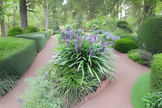 Big Blue Lilyturf Lilyturf (Liriope muscari)