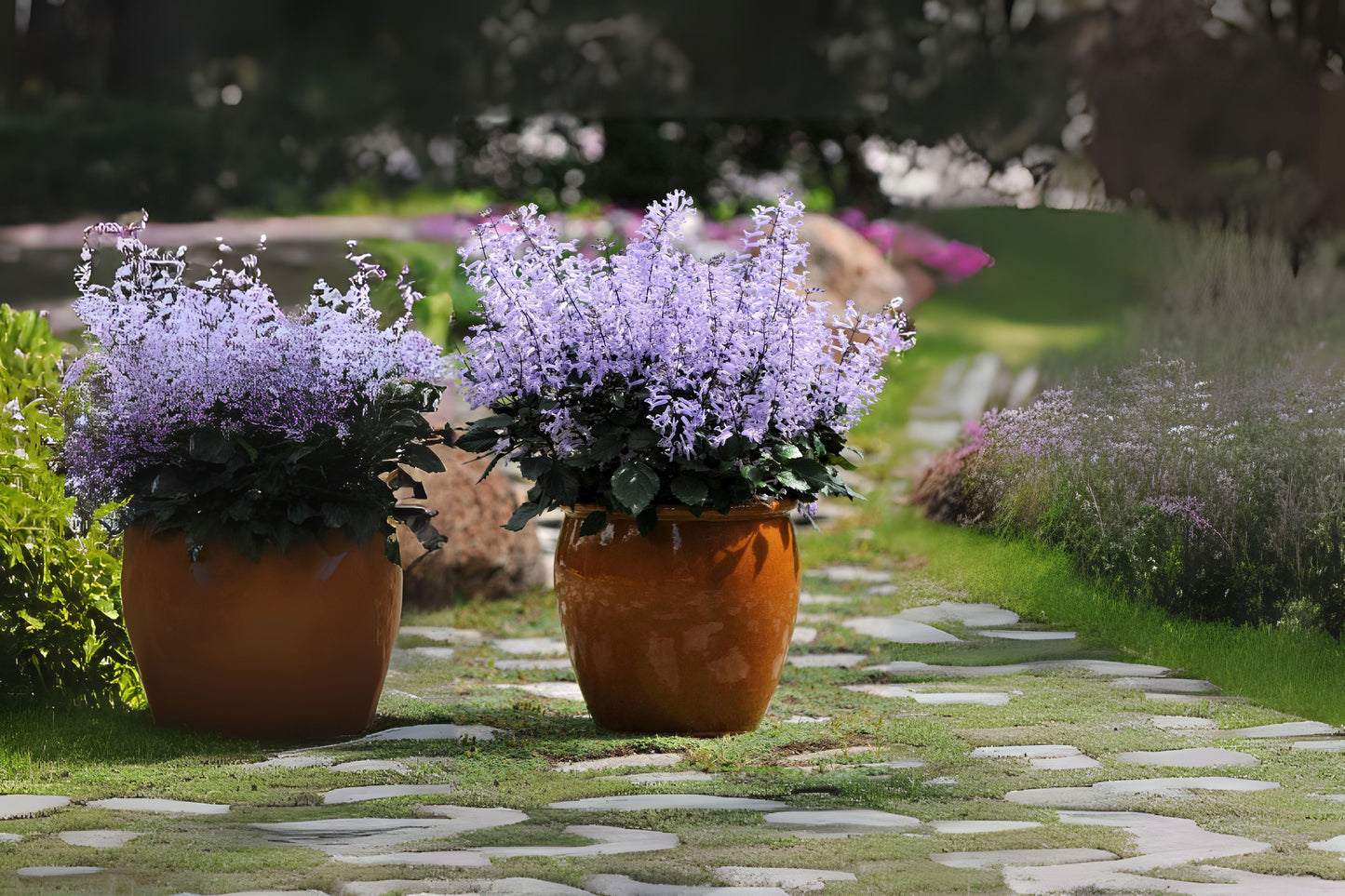 Mona Lavender Plant - 1 Gal - Vibrant Purple Flowers - Plectranthus 'Mona Lavender' - Ideal for Garden or Indoor Decor