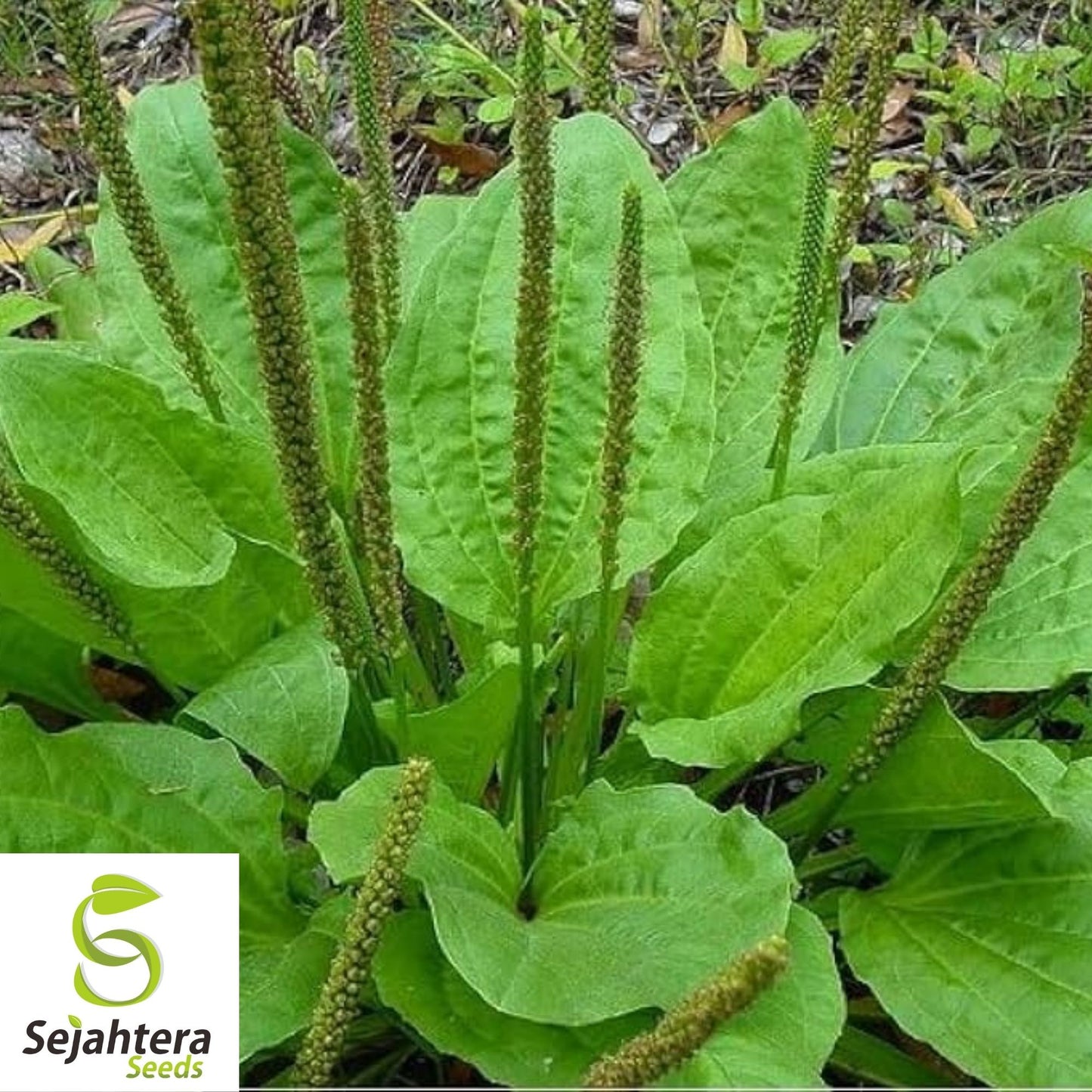 Plantain Herb Seeds 250+ | Plantago major Medicinal Perennial Heat Tolerant