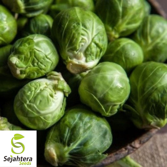 300+ Catskill Brussels Sprouts Seeds - Heirloom, Non-GMO & Nutritious