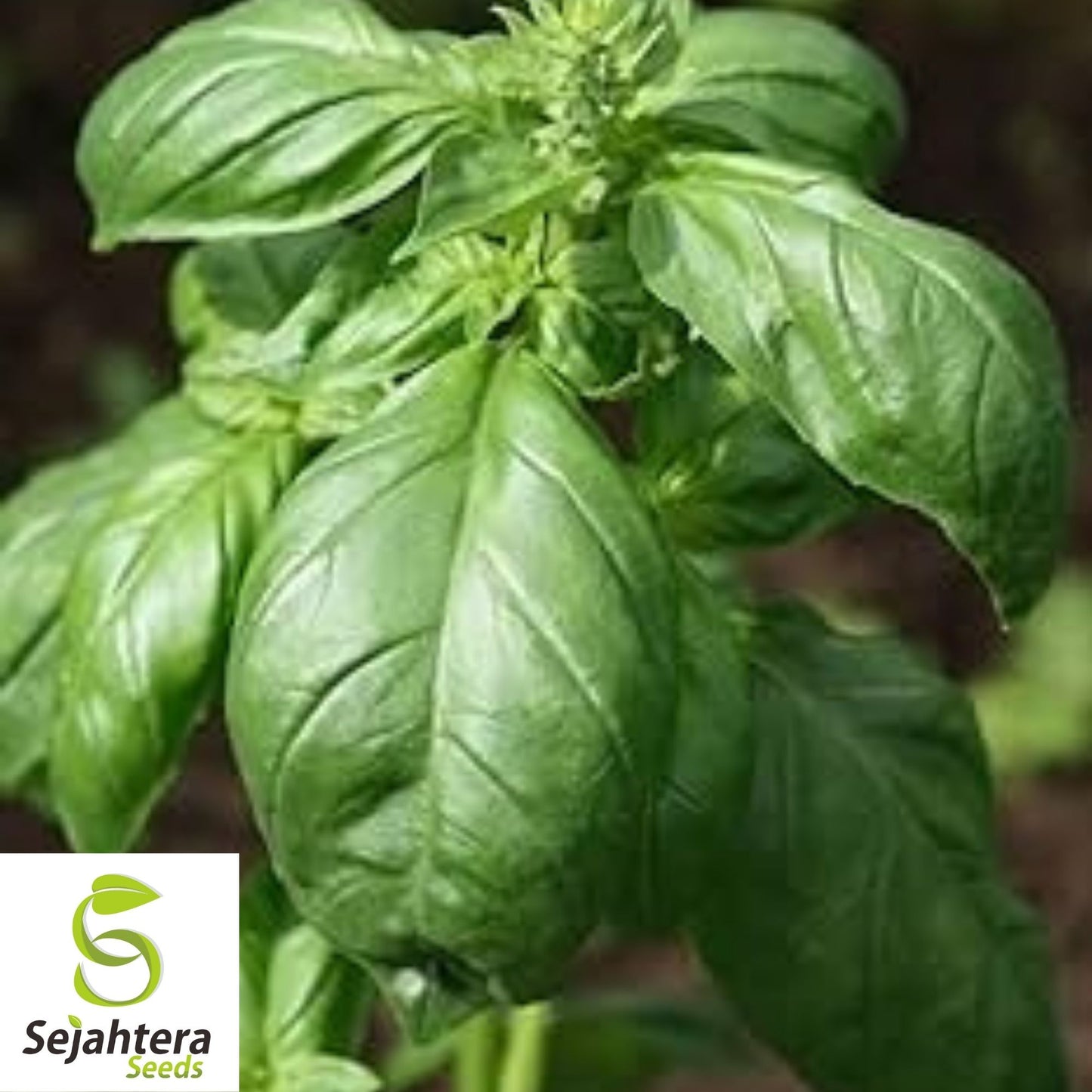 Basil Seeds 500+ | Italian Large Leaf Herb NON-GMO Heirloom USA