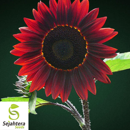 Chocolate Cherry Sunflower Seeds - 100+ Heirloom - Rare & Non-GMO - Organic