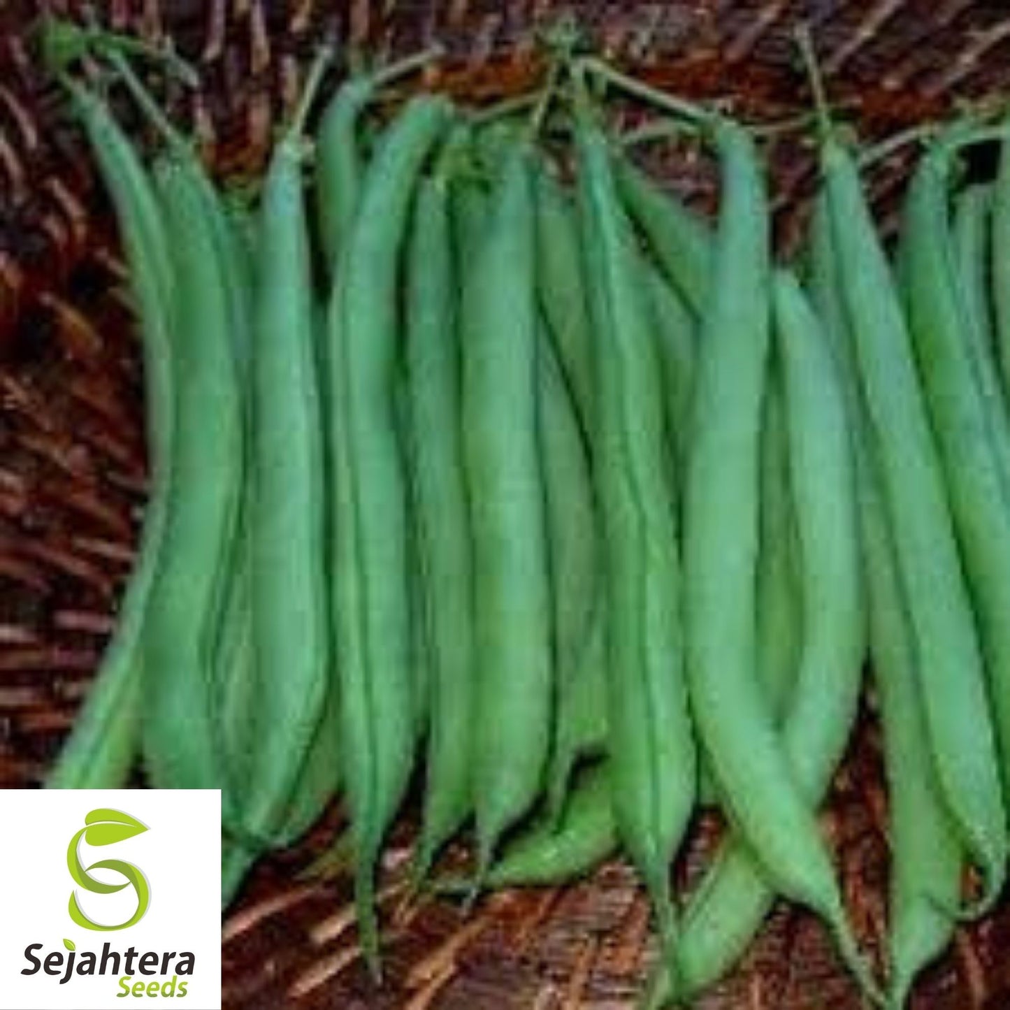 Strike Bean Seeds 50 Ct | Heirloom Bush Pod Green Vegetable NON-GMO USA