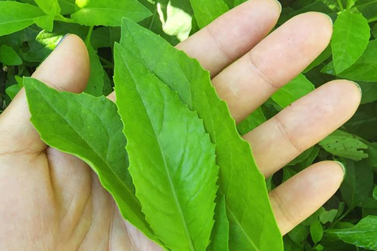Longevity Spinach Plants – Gynura Procumbens | Perennial Edible Greens