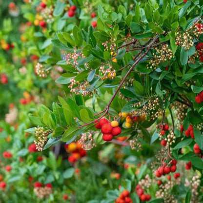Arbutus unedo – Strawberry Tree Live Plant | 2 Feet Tall | Includes 3 Gallon Nursery Pot  Evergreen Ornamental Tree | White Flowers & Red Berries | Pollinator Friendly
