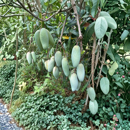 Maha Chanok Mango Tree – Mangifera indica Grafted Live Tree | 3–4 Ft Tall | 3-Gallon Pot  Premium Thai Variety | Fiberless & Fragrant | Elegant Elongated Fruit
