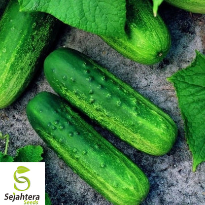 200+ Double Yield Cucumber Seeds - Heirloom, Organic, Non-GMO, High-Yield Variety