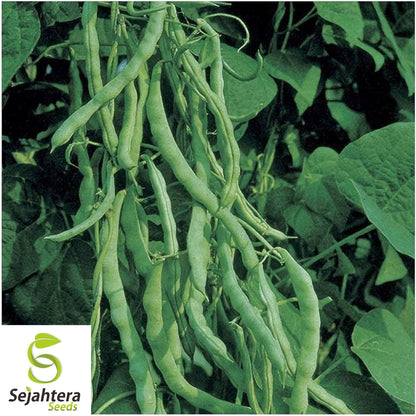 Kentucky Wonder Green Bush Bean Seeds 50 Ct | Heirloom NON-GMO Vegetable USA