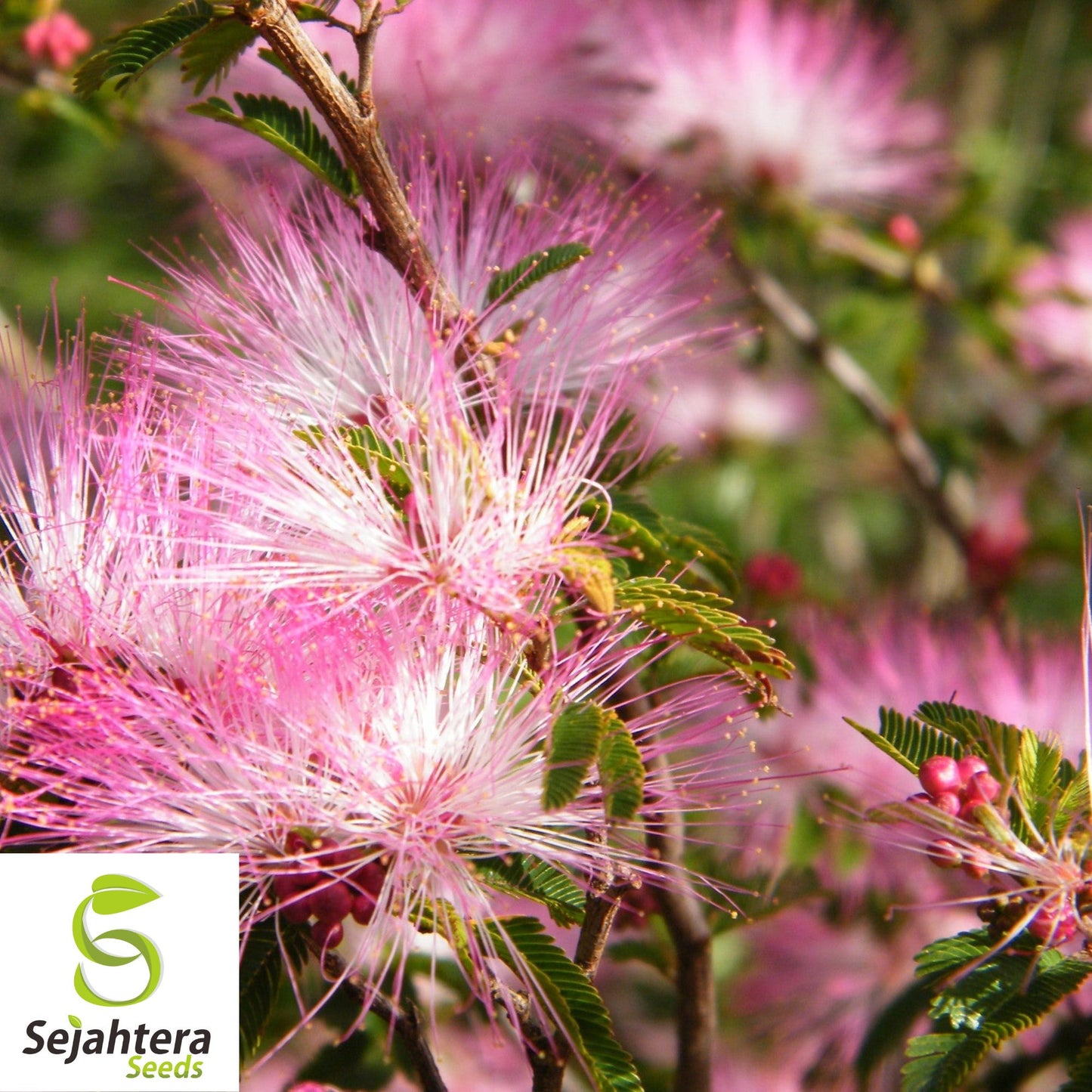 Pink Fairy Duster Tree Seeds {Calliandra enophylla} Exotic 10 Seeds