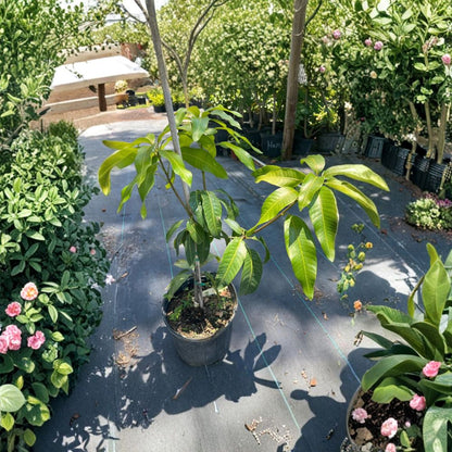 Valencia Pride Mango Tree – Mangifera indica Grafted Live Tree | 2 Feet Tall | Tropical Fruit Variety  Large Sweet Fruit | Vigorous Grower | Florida Favorite