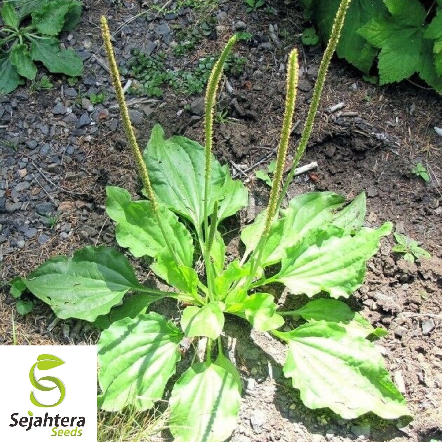 Plantain Herb Seeds 250+ | Plantago major Medicinal Perennial Heat Tolerant