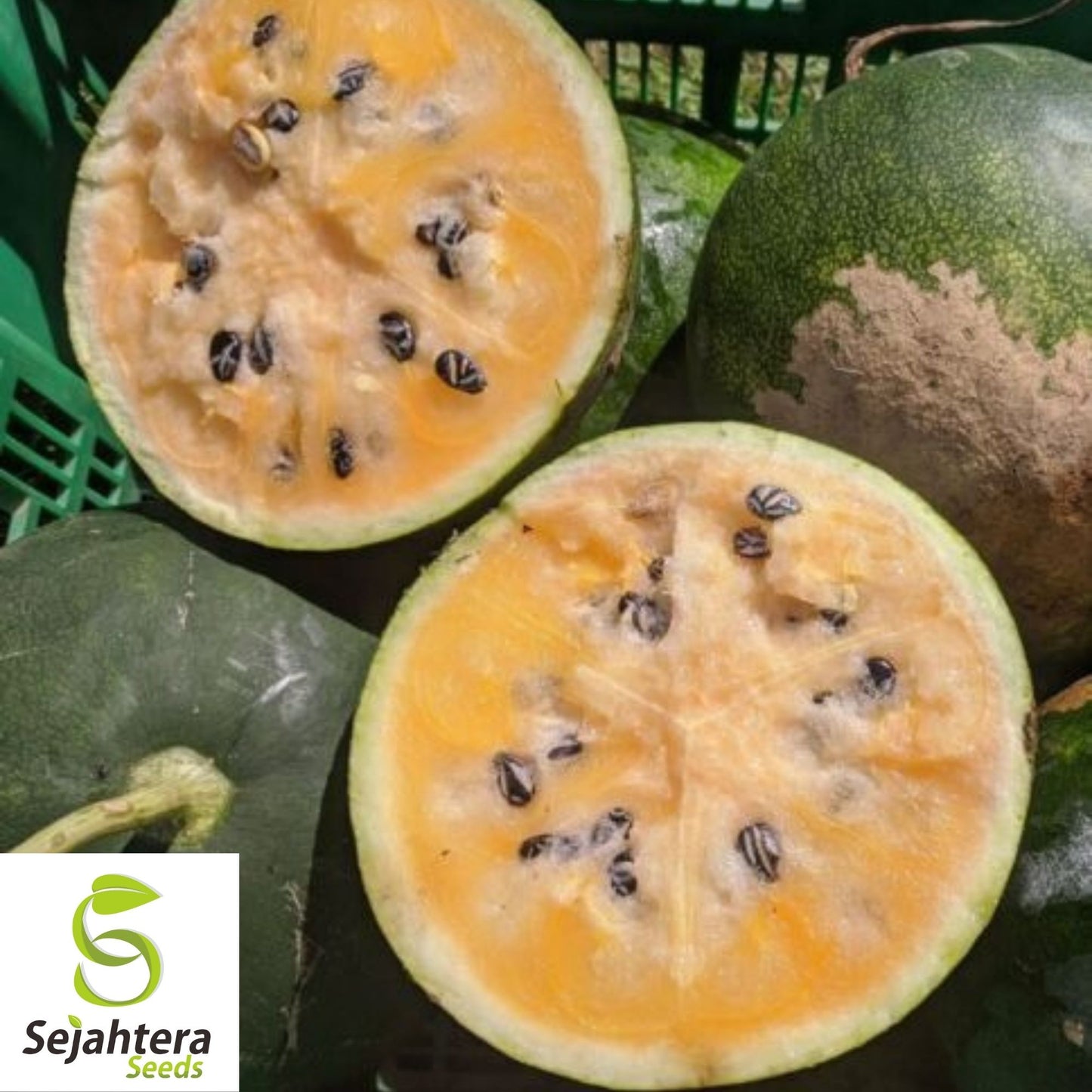 Tendersweet Orange Watermelon Seeds 20 Ct | Fruit 15-30 lbs NON-GMO USA