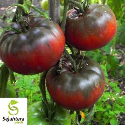Black Krim Tomato Seeds - 10+ Heirloom, Non-GMO, Rich Flavor & Juicy