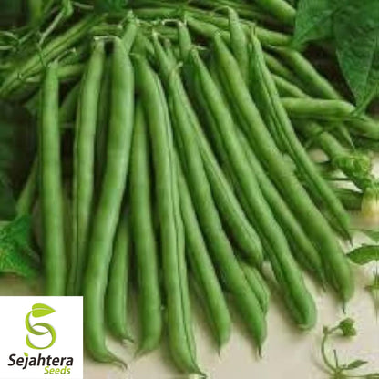 Kentucky Wonder Green Bush Bean Seeds 50 Ct | Heirloom NON-GMO Vegetable USA