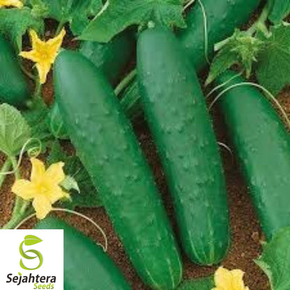 200+ Double Yield Cucumber Seeds - Heirloom, Organic, Non-GMO, High-Yield Variety